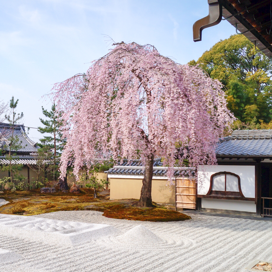 春の京都イベント情報｜4月の行事