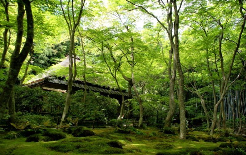 新緑の祇王寺