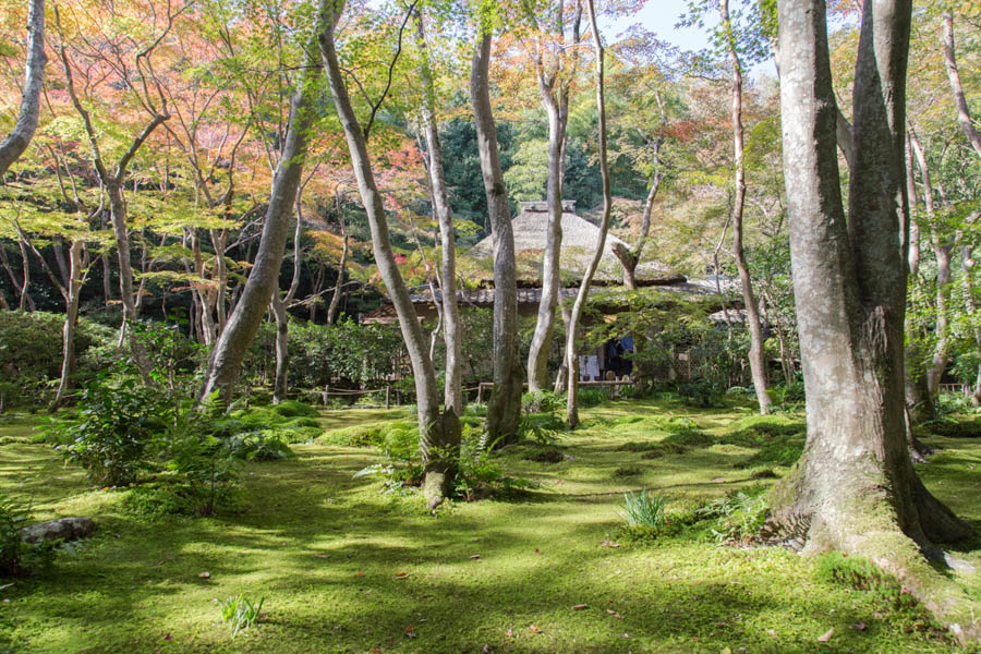 苔のきれいな祇王寺