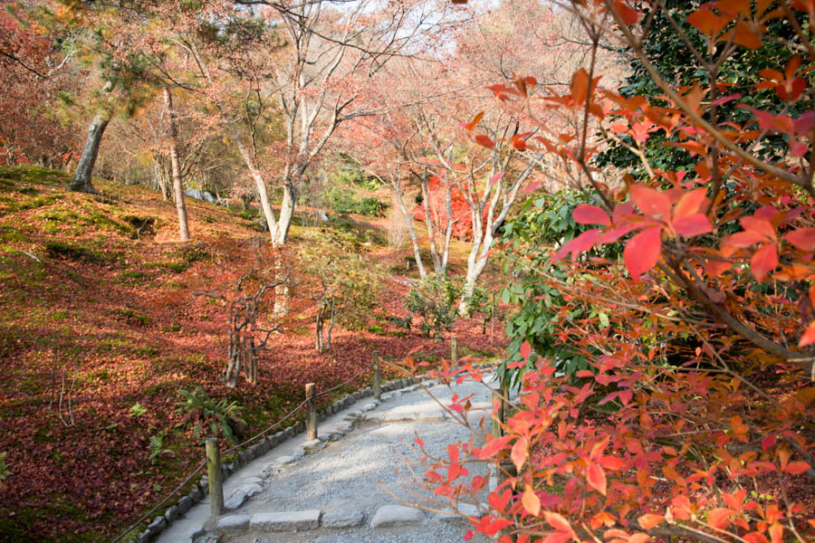 秋の天龍寺